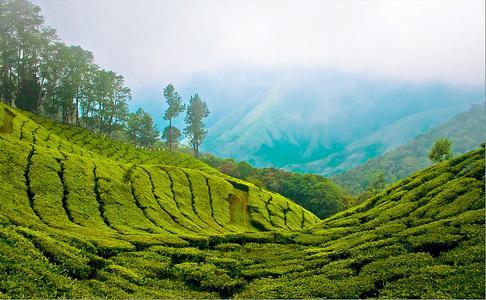Munnar Dreams酒店 外观 照片
